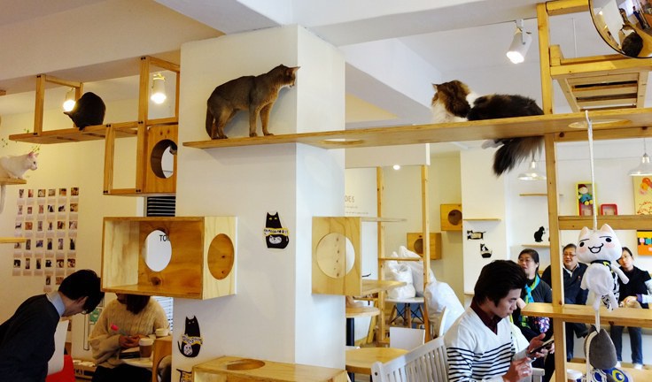 Cat-cafe.jpeg